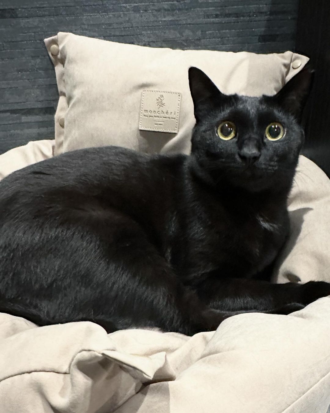 Black Bombay  kittens for sale