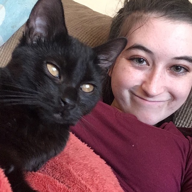 Bombay cats for sale