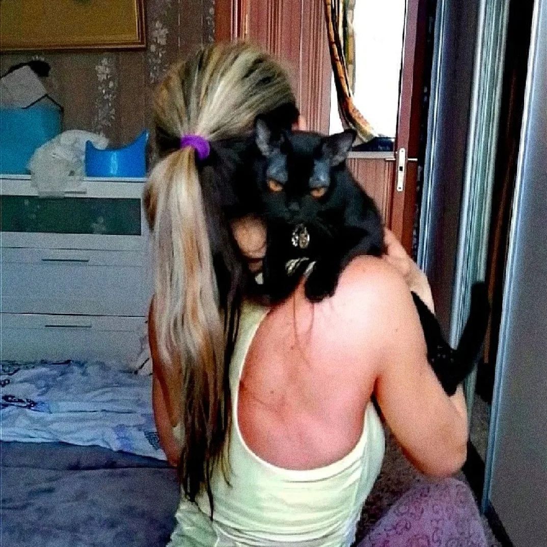 Bombay cats for sale