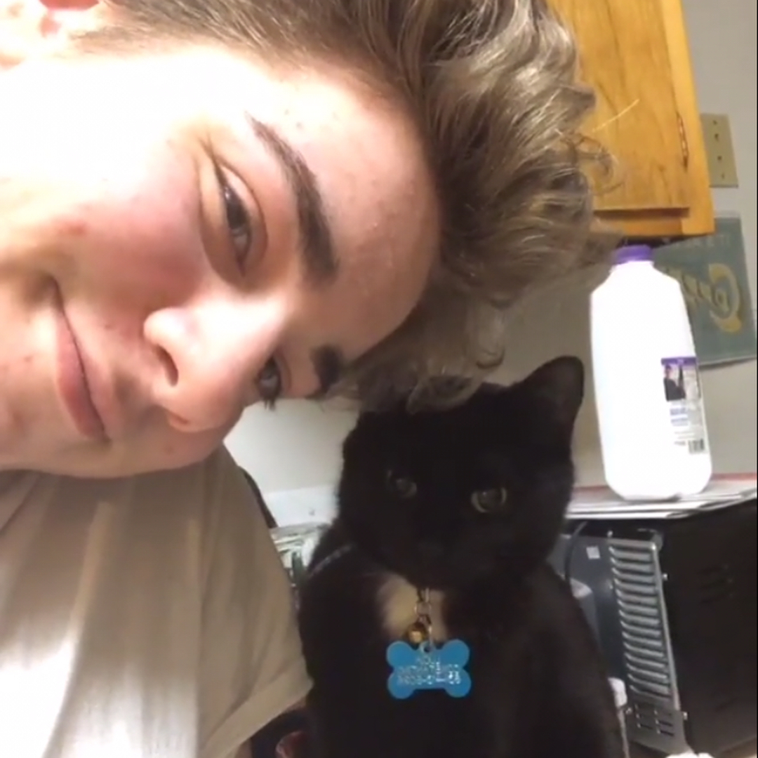 Bombay cats for sale