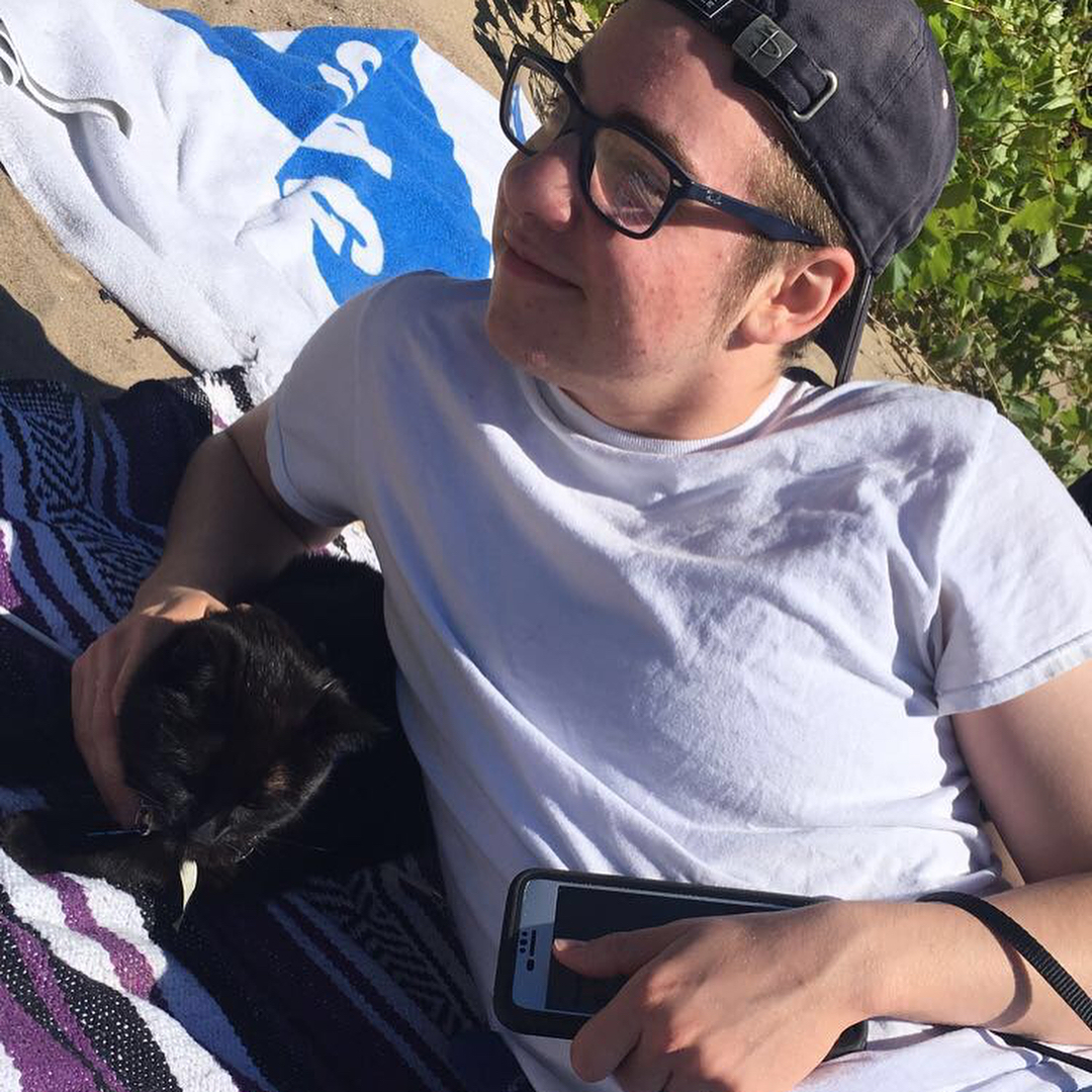 Bombay cats for sale