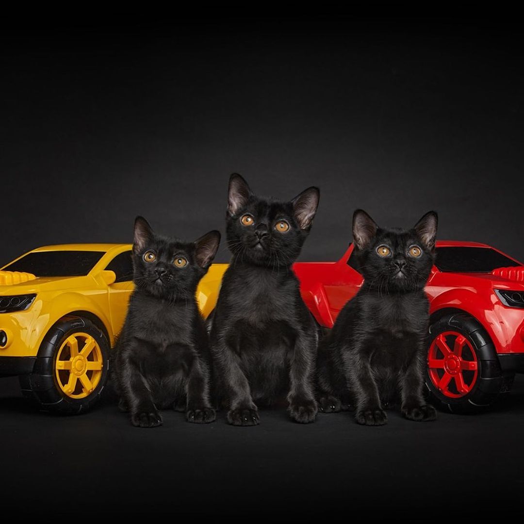 bombay cat physical looks