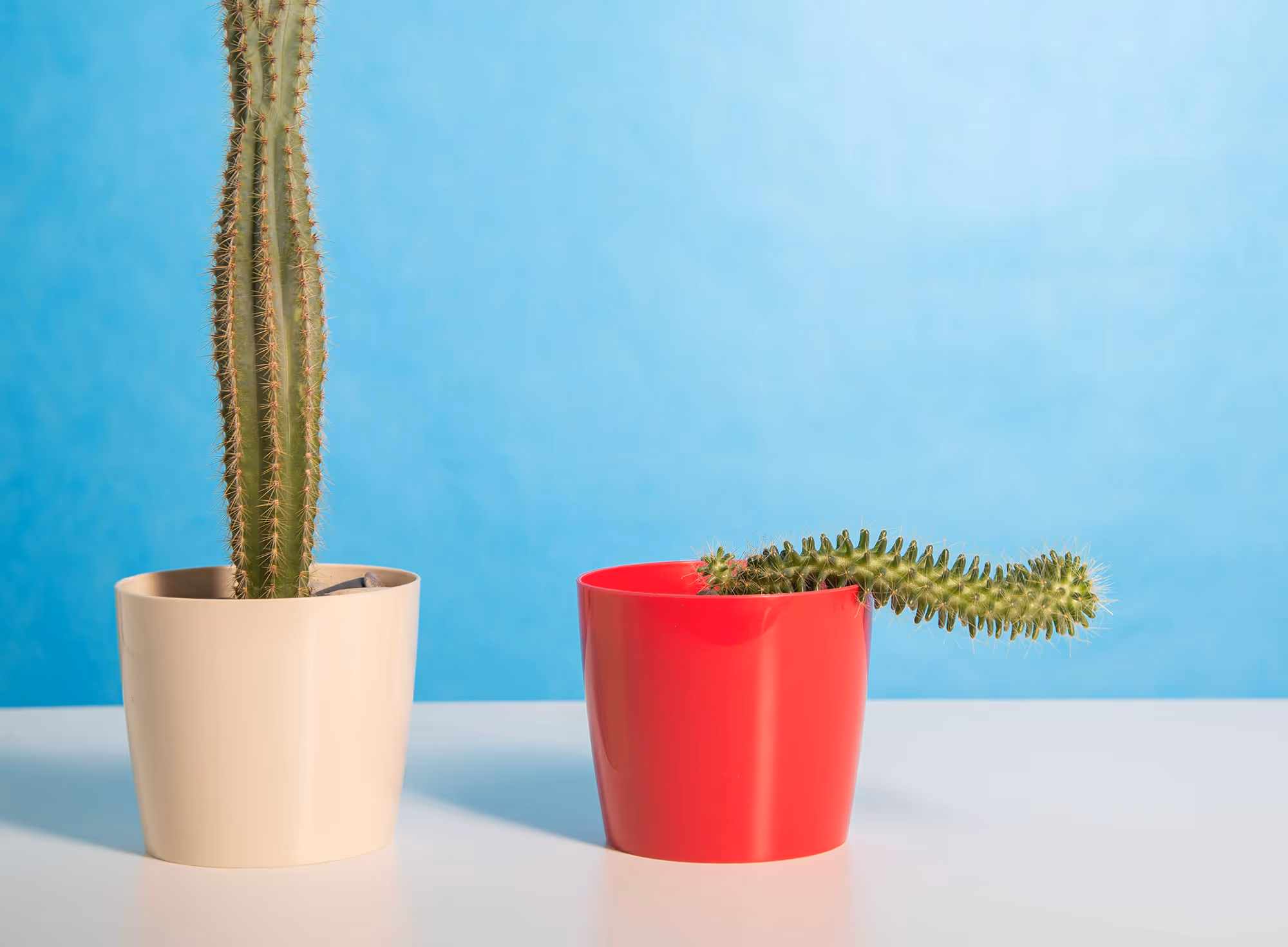 Two potted cacti on a white surface with a blue background; one cactus is tall in a beige pot and the other is curved and protruding from a red pot.