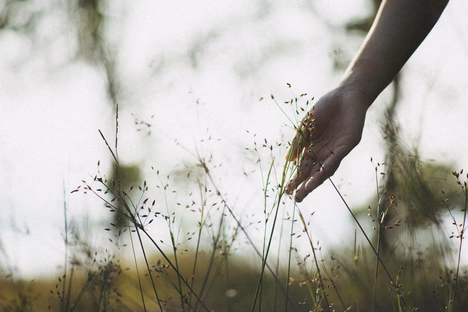 Hand gently touching tall grass stems in a softly lit outdoor setting.