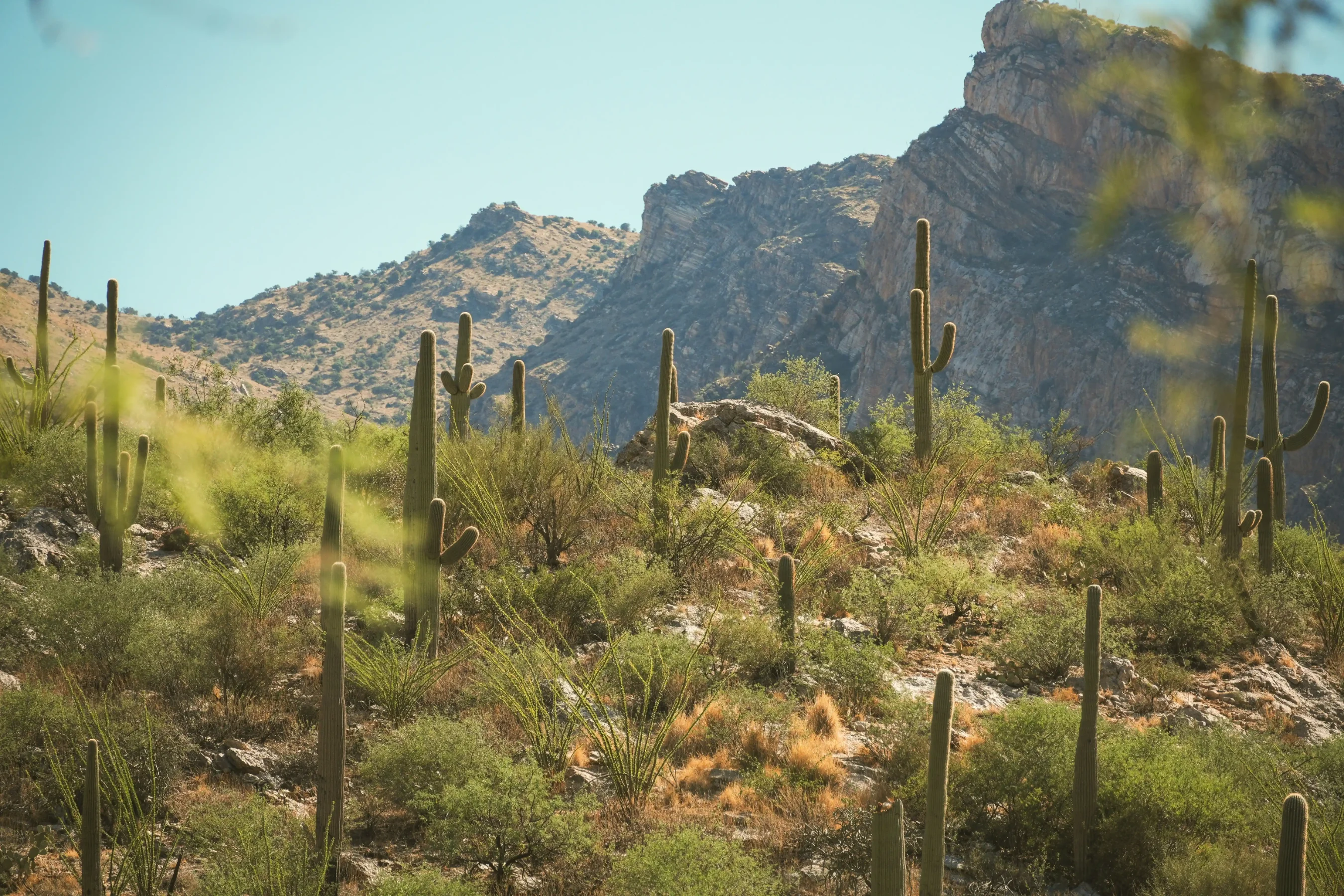 Desert landscape with tall saguaro cacti and rocky mountains under a clear blue sky.