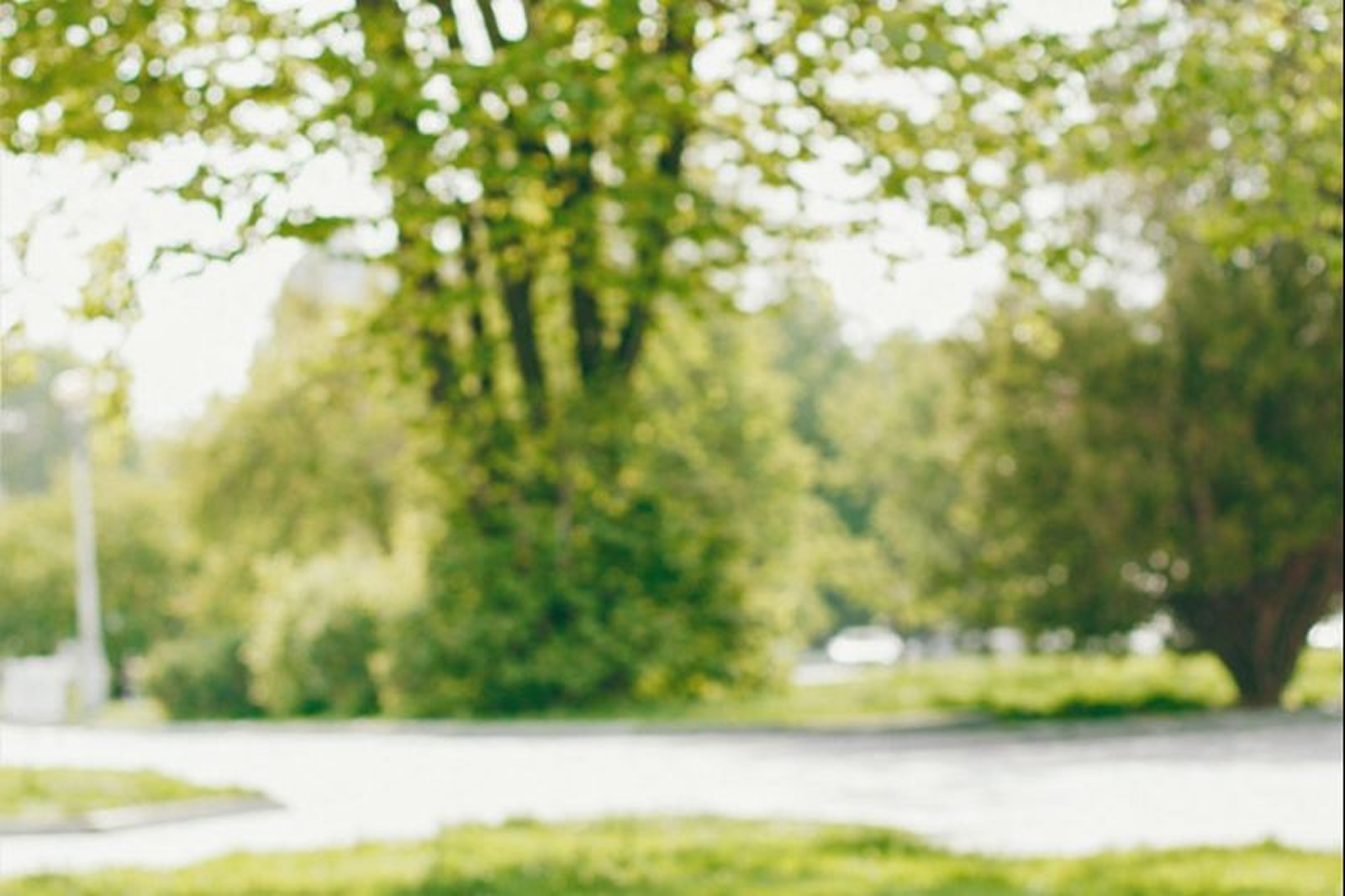 Tree background image