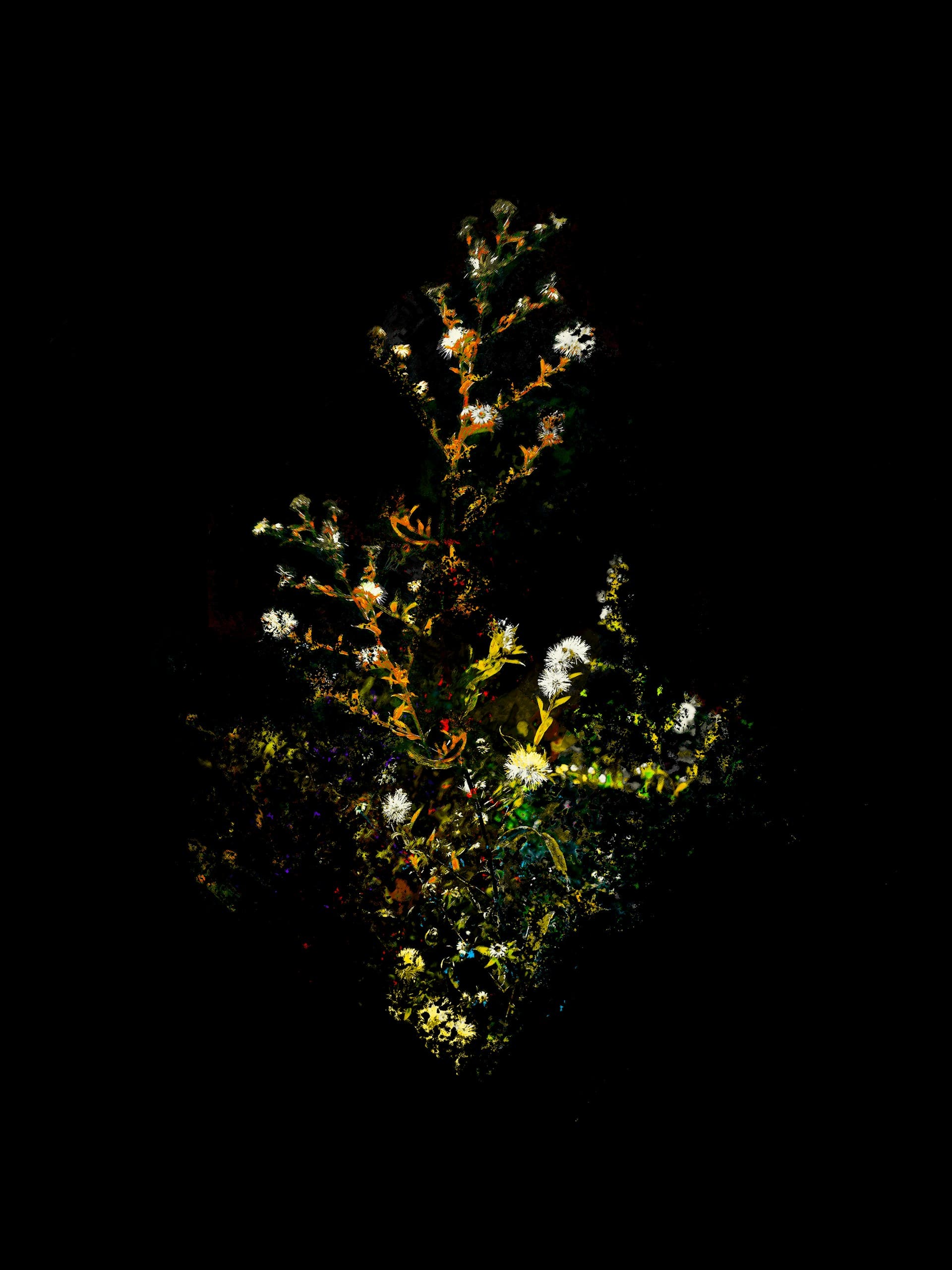 Flower dark background