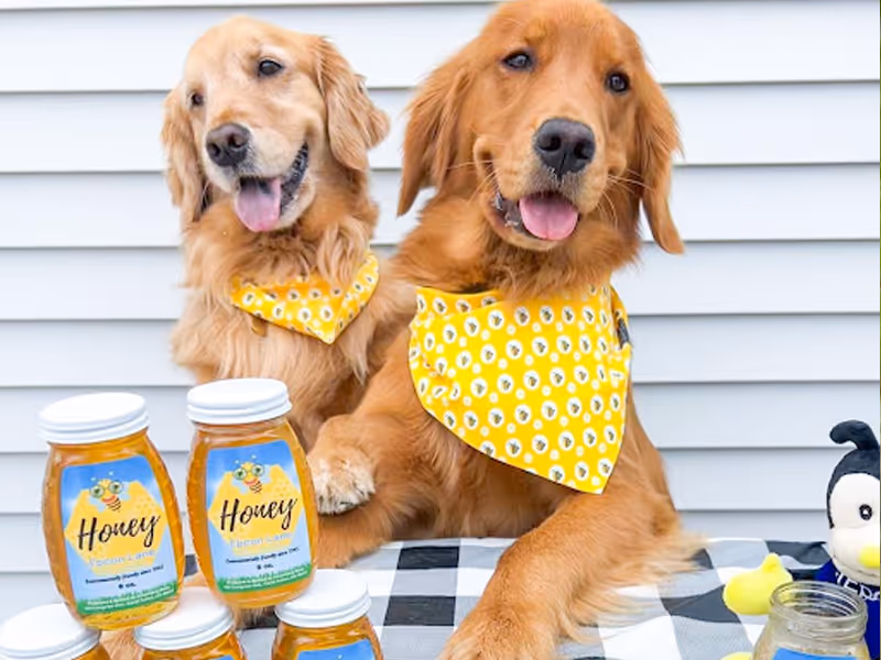 epcon lane honey and owners dogs