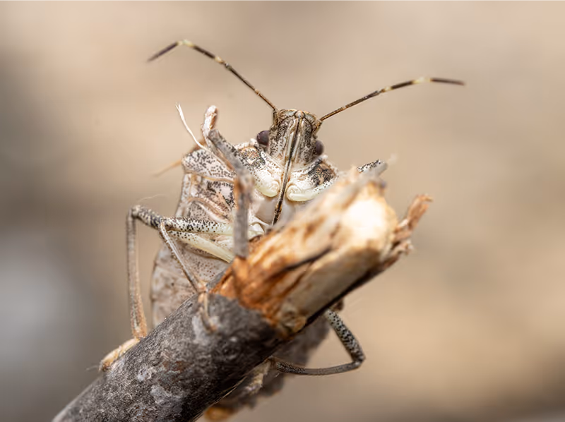 stink bug on a stick