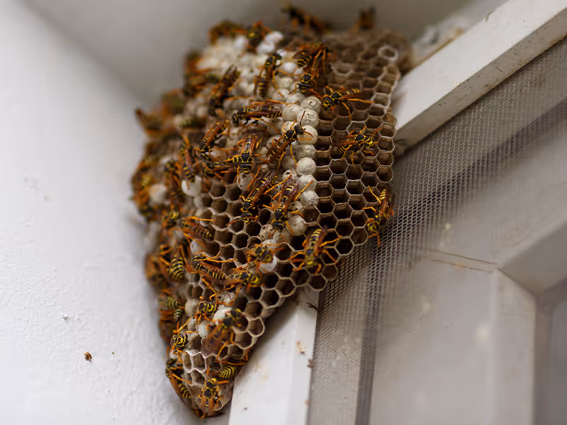 bee swarm on doorway