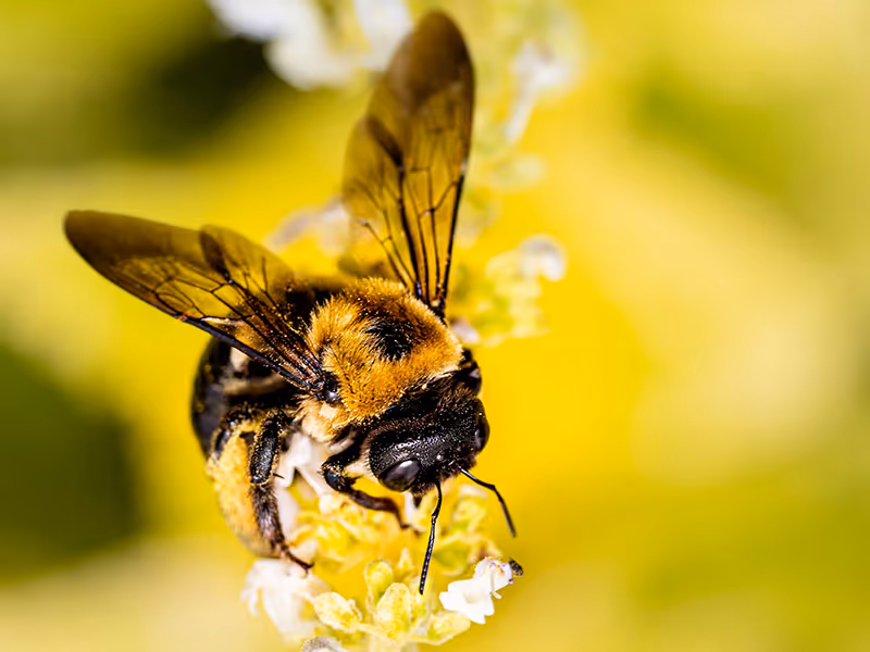 carpenter bee on a leaf