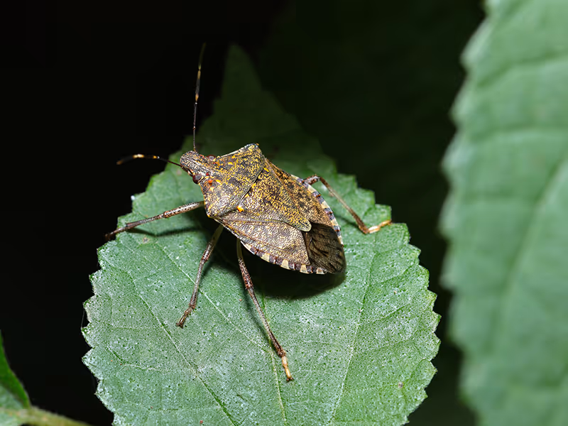stink bug on a plant