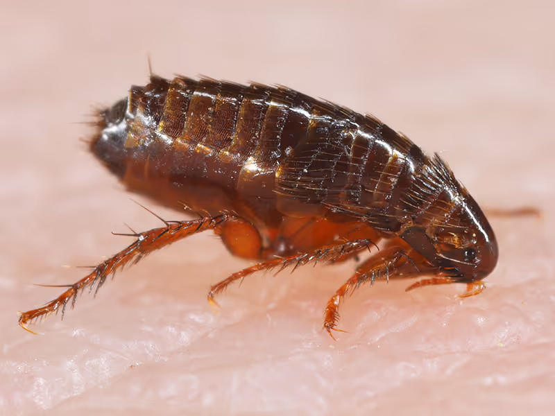 flea on a persons skin