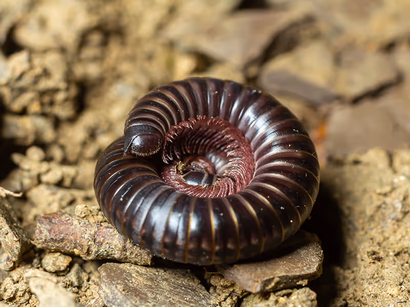 millipede on the ground