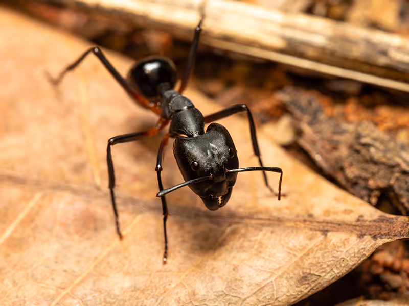 carpenter an on wood