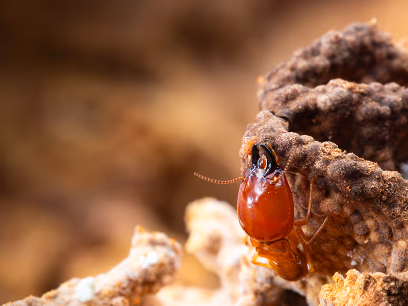 termite in colony