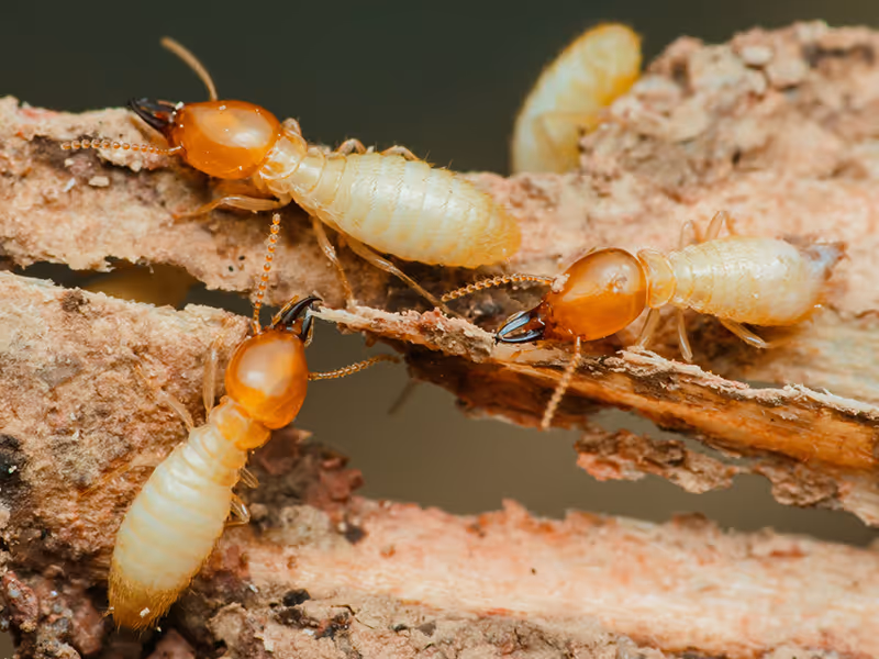 termites eating wood