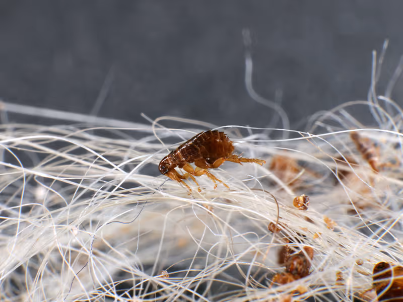 fleas on pet hair