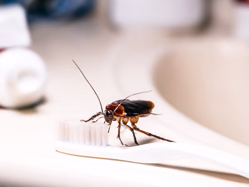 cockroach on the counter