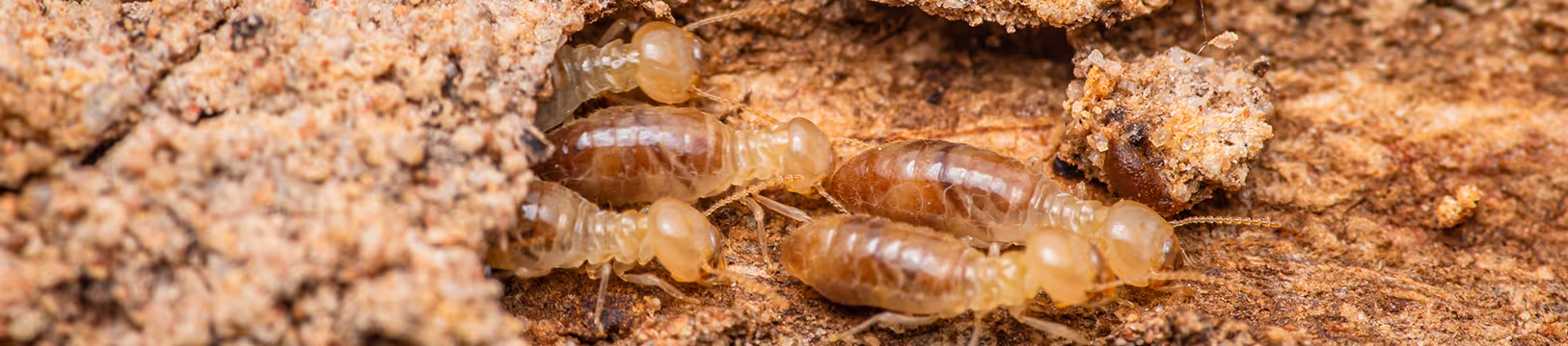 termites in mud tube