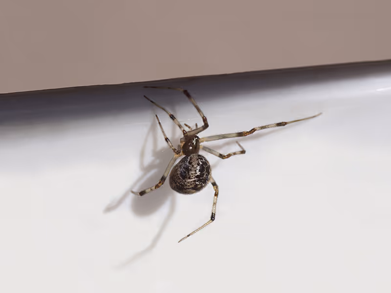 common house spider