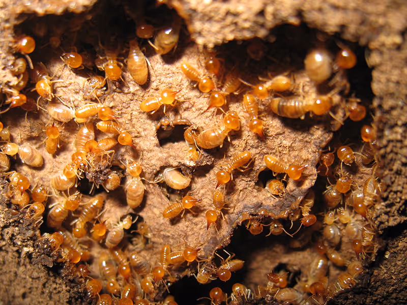 termites in wood