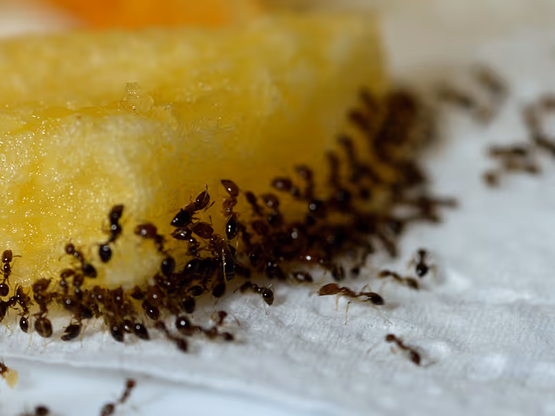 ants on cake