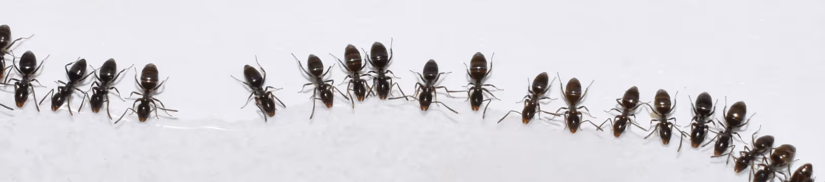 ants in a line 