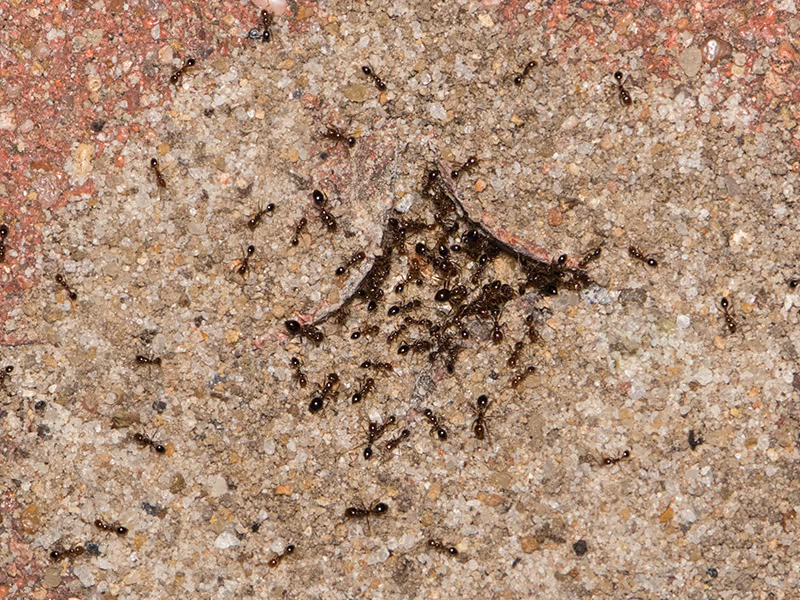 pavement anta on the ground