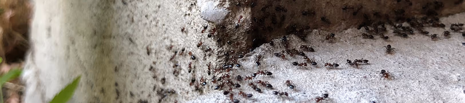 pvement ants on concrete
