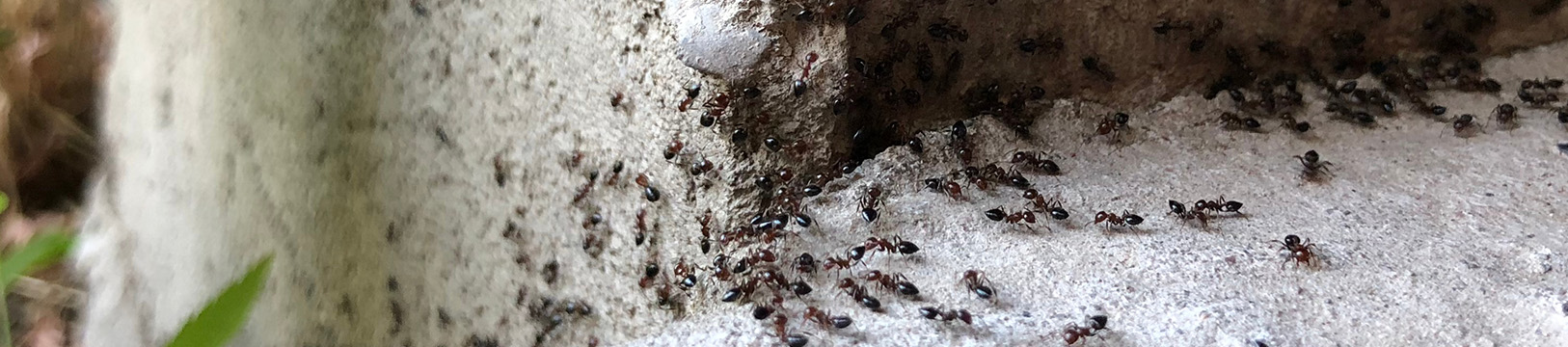 pvement ants on concrete