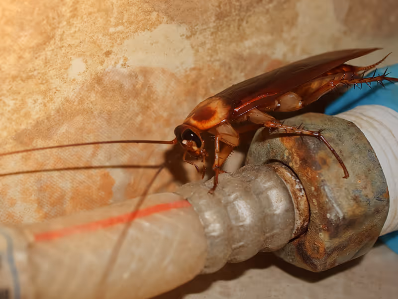 cockroach on a pipe