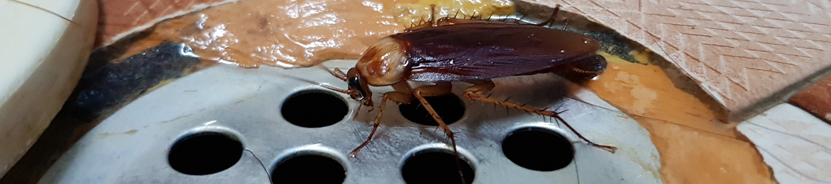 cockroach in a dirty sink