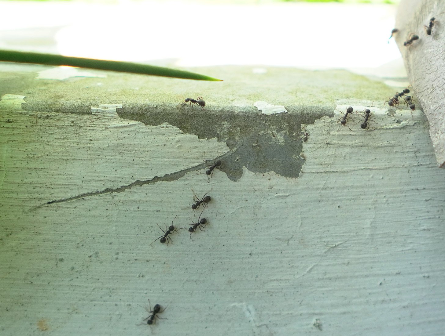 ants on painted concrete
