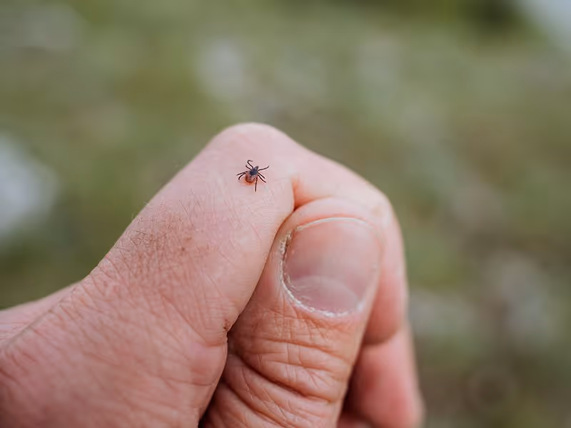 deer tick crawling on a hand
