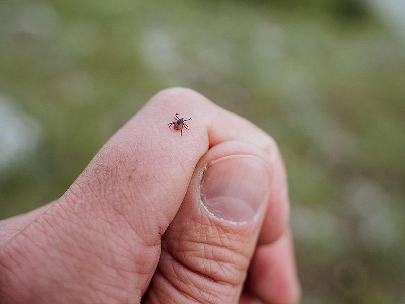 deer tick crawling on a hand