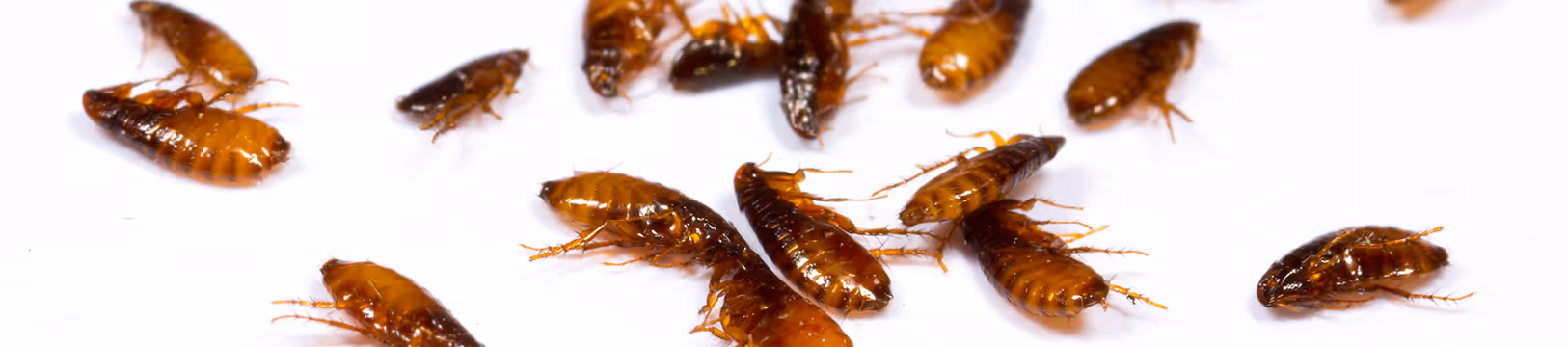 fleas on a white background