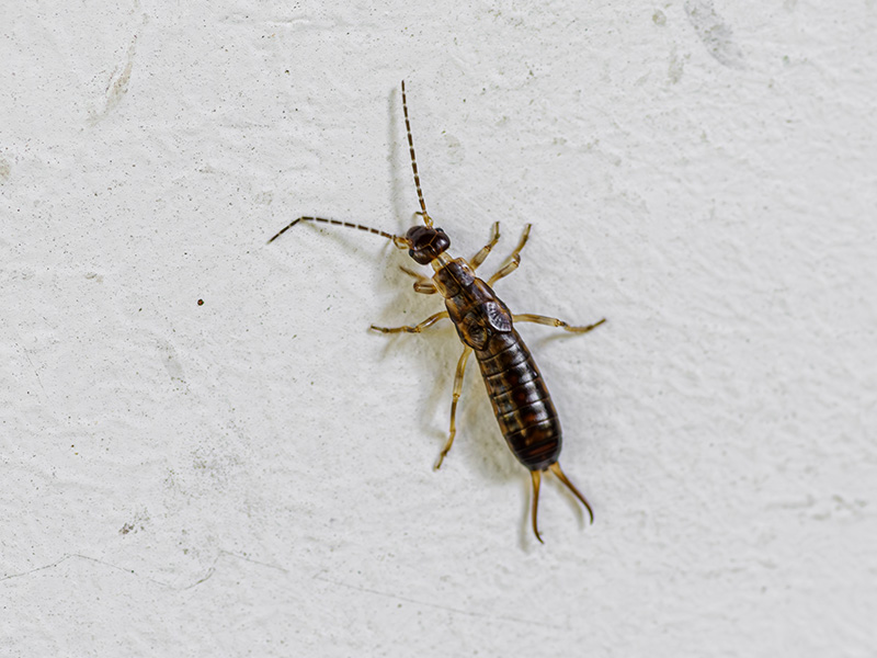 earwig on white floor