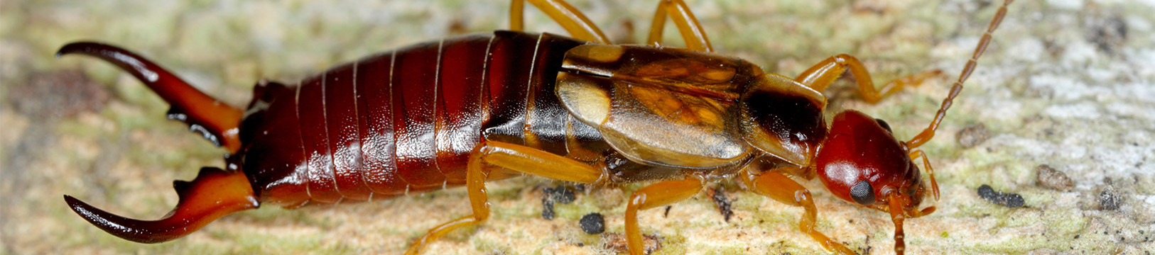earwig up close