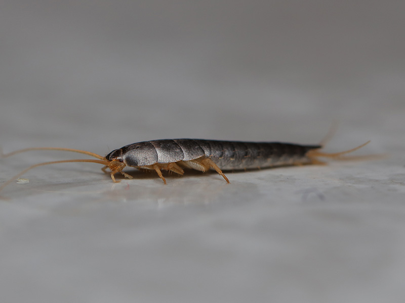 silverfish on the floor