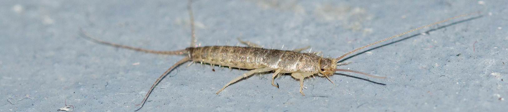 silverfish on the concrete