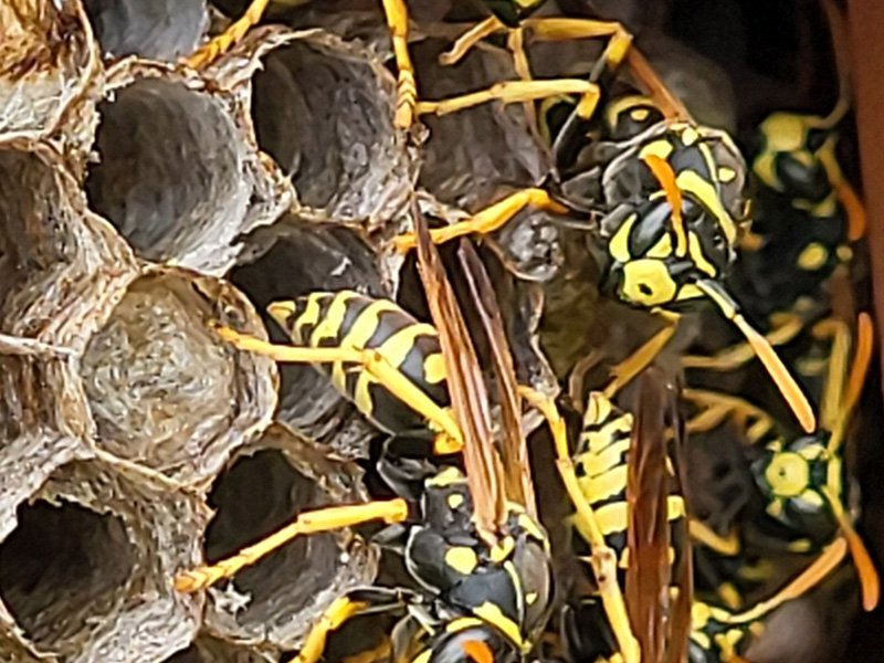 yellow jackets building a nest