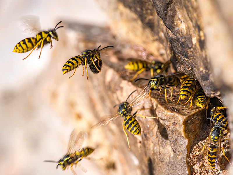 yellow jackets on rocks