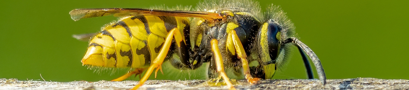 yellow jacket on a stick