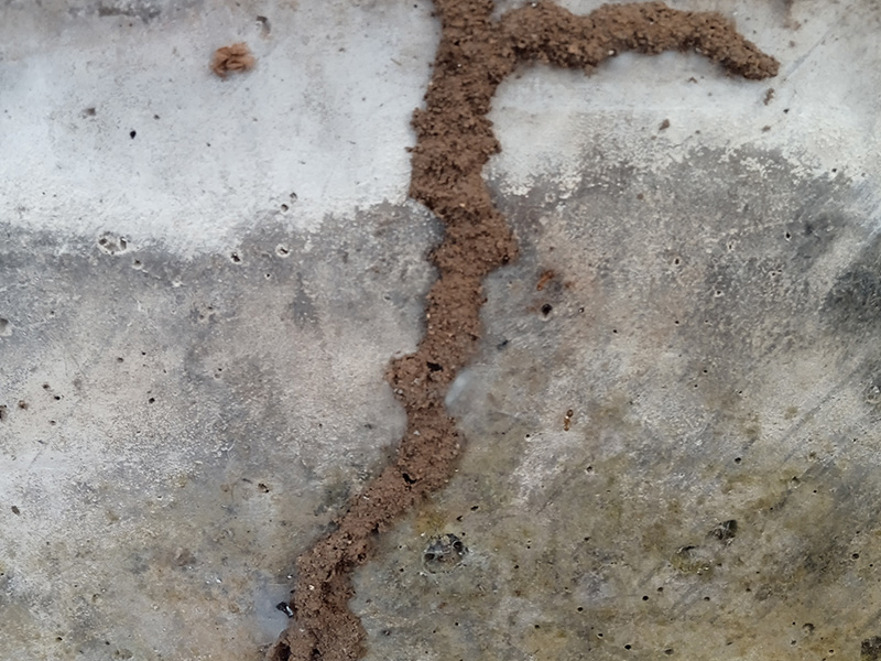 termite tubes on wall