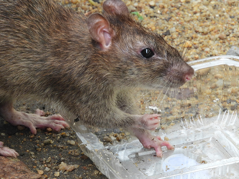 rat on plastic container