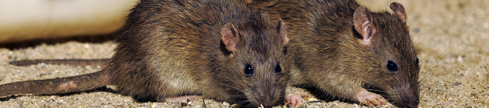 two rats next to each other