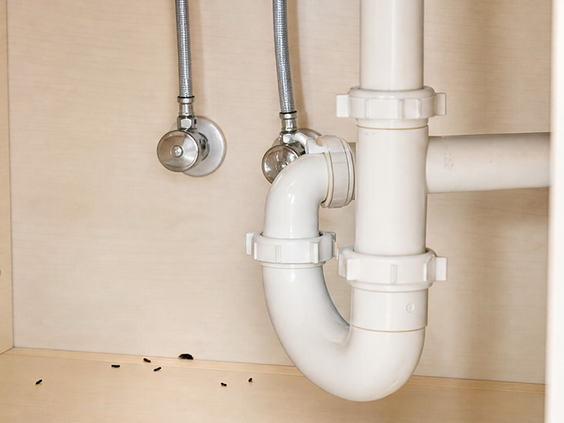 mouse droppings under kitchen sink
