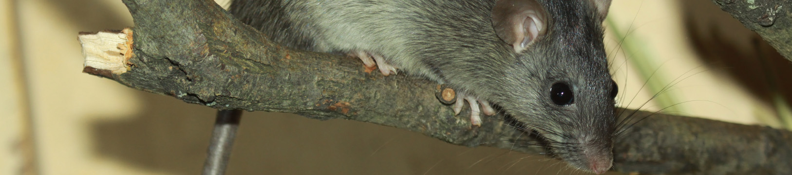 roof rat on a branch
