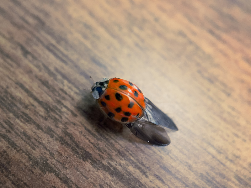asian lady beetle on woo table